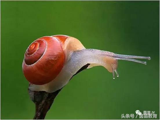 小白兔是什么意思，小白兔的糖果屋讲的是什么意思（二年级第一单元口语交际）