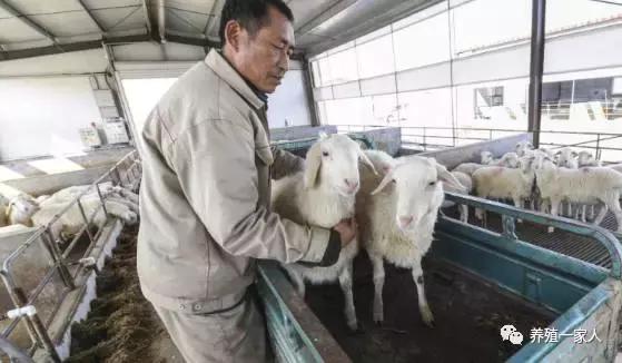 0_20_如何养羊，圈养羊怎么养（教你60天育肥出栏技术）