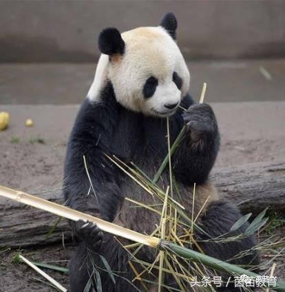 小白兔是什么意思，小白兔的糖果屋讲的是什么意思（二年级第一单元口语交际）