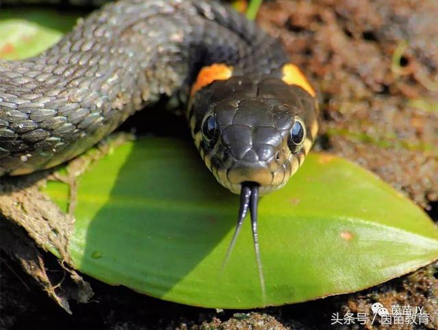 小白兔是什么意思，小白兔的糖果屋讲的是什么意思（二年级第一单元口语交际）