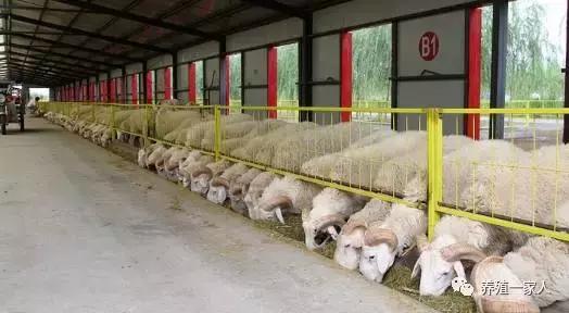 0_20_如何养羊，圈养羊怎么养（教你60天育肥出栏技术）