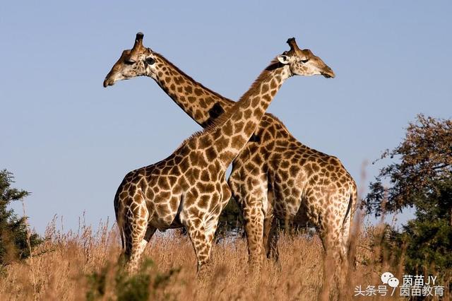 小白兔是什么意思，小白兔的糖果屋讲的是什么意思（二年级第一单元口语交际）