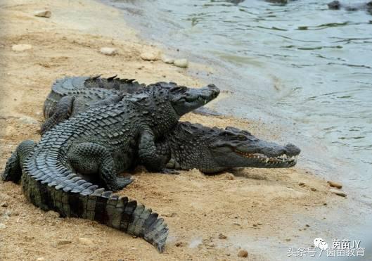 小白兔是什么意思，小白兔的糖果屋讲的是什么意思（二年级第一单元口语交际）