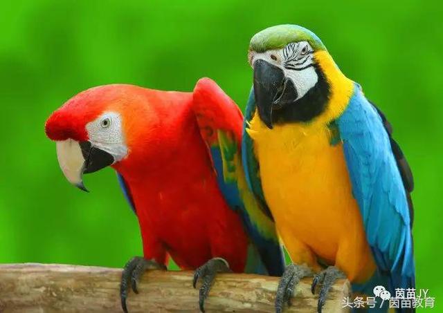 小白兔是什么意思，小白兔的糖果屋讲的是什么意思（二年级第一单元口语交际）