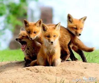 小白兔是什么意思，小白兔的糖果屋讲的是什么意思（二年级第一单元口语交际）