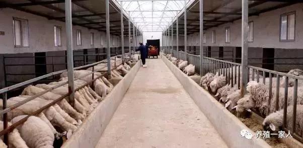 0_20_如何养羊，圈养羊怎么养（教你60天育肥出栏技术）