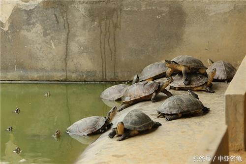 石金钱龟的功效与作用，土茯苓煲石金钱龟的功效与作用（浅谈今后石金钱龟的养殖前景）