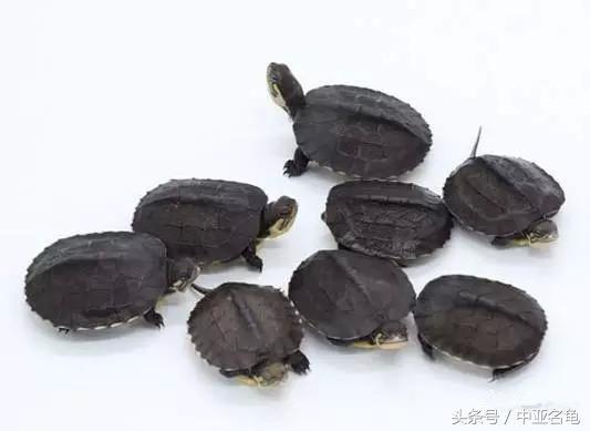 石金钱龟的功效与作用，土茯苓煲石金钱龟的功效与作用（浅谈今后石金钱龟的养殖前景）