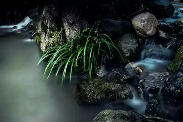 兰花的寓意和象征，兰花的寓意象征（赏王者之香）