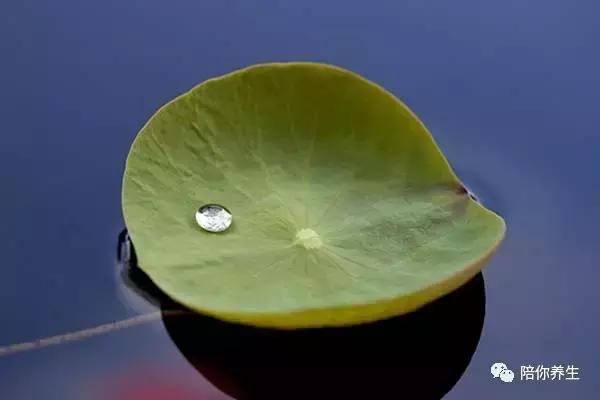 荷叶和什么搭配最减肥，荷叶茶怎么喝才减肥（让你不再肥胖告别“小腹婆”）