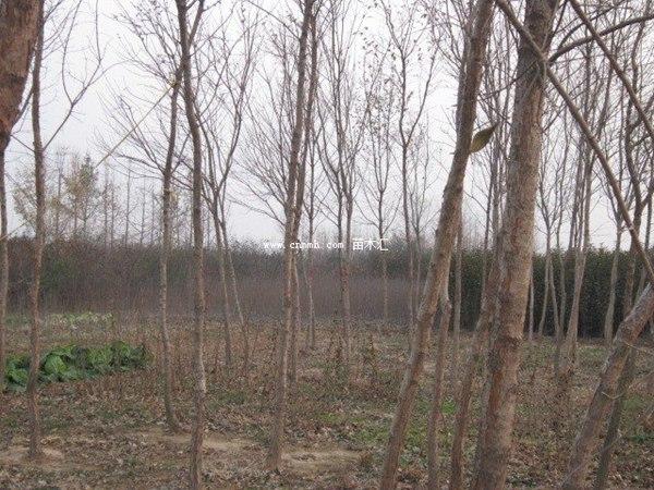 流苏树怎么种植，流苏树怎么种植方法（流苏树该如何栽培以及种植方法）