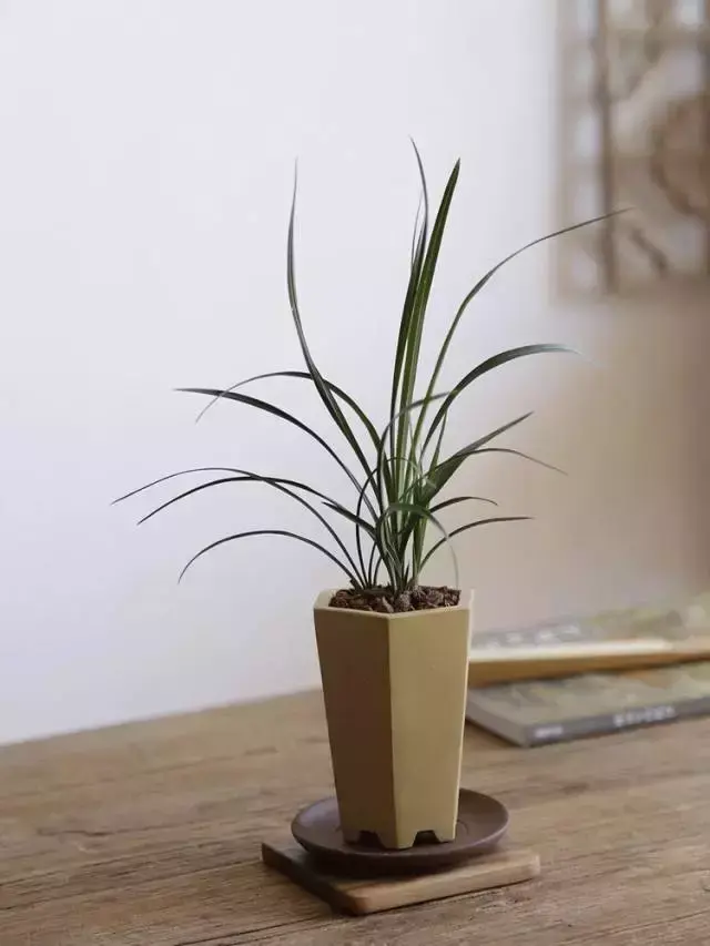 兰花的寓意和象征，兰花的寓意象征（赏王者之香）