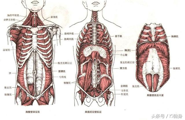 内脏图，腹直肌运动学解剖以及腹直分离问题（内脏图片 位置图）