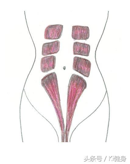 内脏图，腹直肌运动学解剖以及腹直分离问题（内脏图片 位置图）
