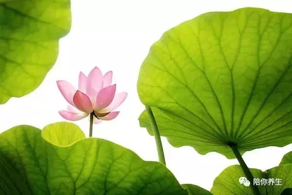 荷叶和什么搭配最减肥，荷叶茶怎么喝才减肥（让你不再肥胖告别“小腹婆”）