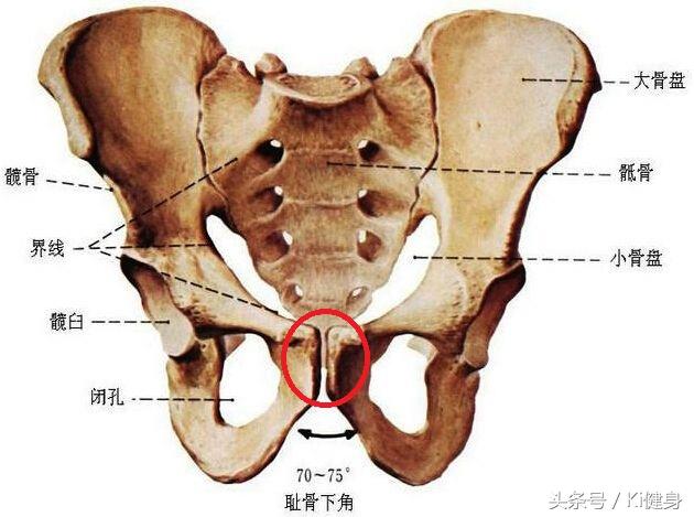 内脏图，腹直肌运动学解剖以及腹直分离问题（内脏图片 位置图）