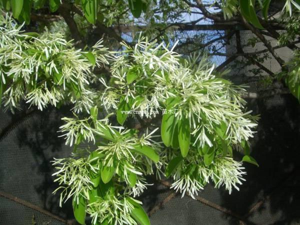 流苏树怎么种植，流苏树怎么种植方法（流苏树该如何栽培以及种植方法）