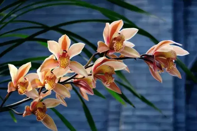 兰花的寓意和象征，兰花的寓意象征（赏王者之香）