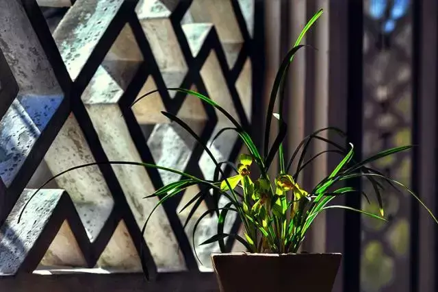 兰花的寓意和象征，兰花的寓意象征（赏王者之香）