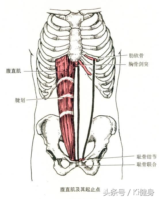 内脏图，腹直肌运动学解剖以及腹直分离问题（内脏图片 位置图）