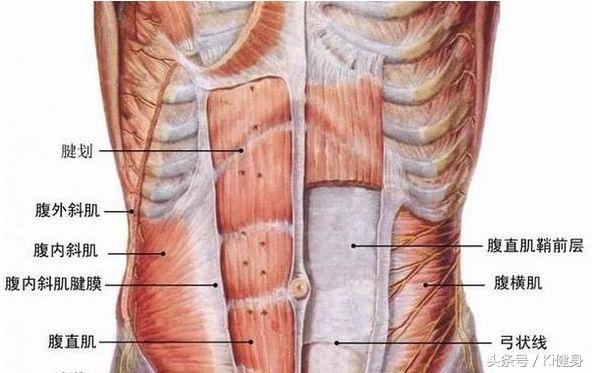 内脏图，腹直肌运动学解剖以及腹直分离问题（内脏图片 位置图）