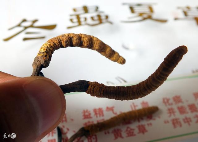 冬虫夏草是怎么形成的过程，冬虫夏草是如何形成的（终于知道为什么它不能人工种植）