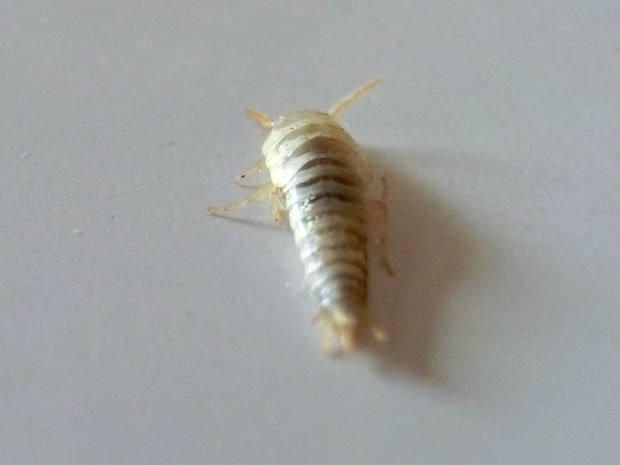 巨型远古昆虫的体型巨大原因，巨型远古昆虫的体型巨大原因在于（盘点这个地球远古与现代的”大虫“）