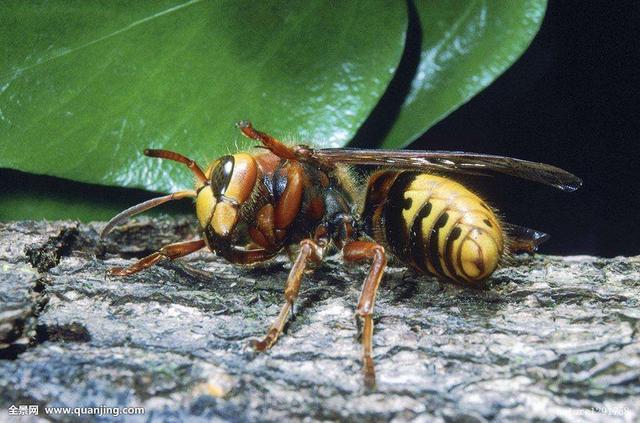 巨型远古昆虫的体型巨大原因，巨型远古昆虫的体型巨大原因在于（盘点这个地球远古与现代的”大虫“）