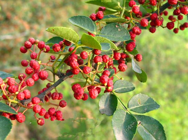 无刺花椒苗价格走势，大家都在找无刺花椒