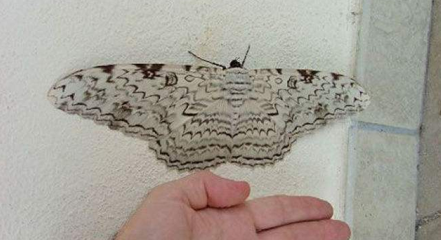 巨型远古昆虫的体型巨大原因，巨型远古昆虫的体型巨大原因在于（盘点这个地球远古与现代的”大虫“）