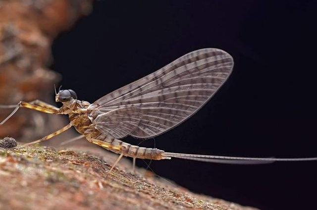 巨型远古昆虫的体型巨大原因，巨型远古昆虫的体型巨大原因在于（盘点这个地球远古与现代的”大虫“）