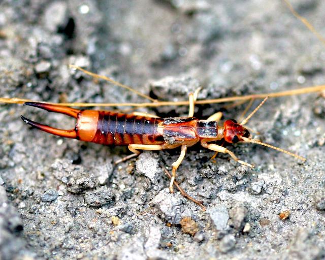 巨型远古昆虫的体型巨大原因，巨型远古昆虫的体型巨大原因在于（盘点这个地球远古与现代的”大虫“）