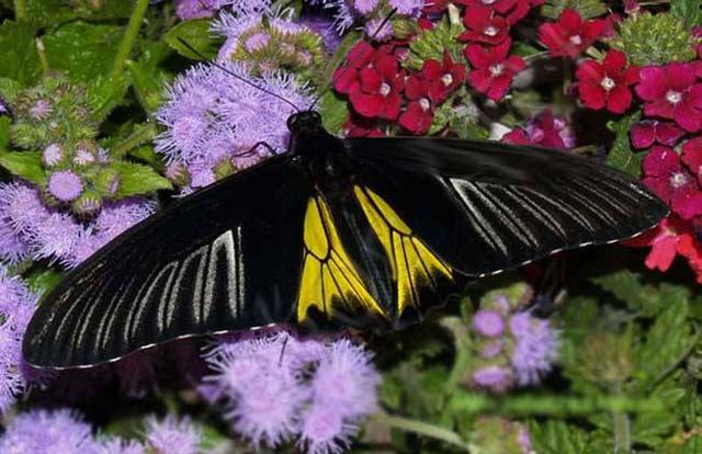 巨型远古昆虫的体型巨大原因，巨型远古昆虫的体型巨大原因在于（盘点这个地球远古与现代的”大虫“）