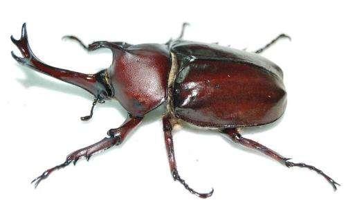 巨型远古昆虫的体型巨大原因，巨型远古昆虫的体型巨大原因在于（盘点这个地球远古与现代的”大虫“）