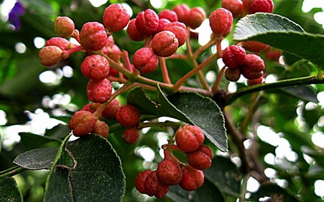 无刺花椒苗价格走势，大家都在找无刺花椒