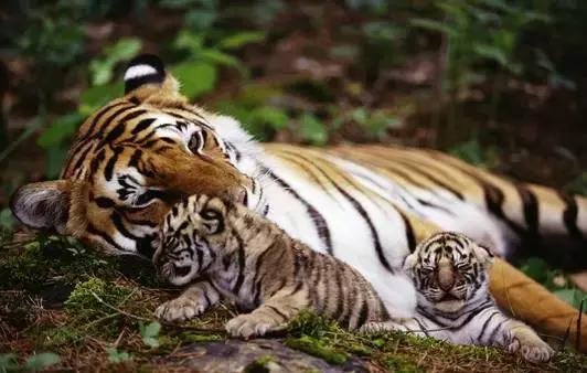 梦见老虎在身边却不伤人，梦见老虎在身边却不伤人,两只老虎打架（而梦见这个的人得小心）