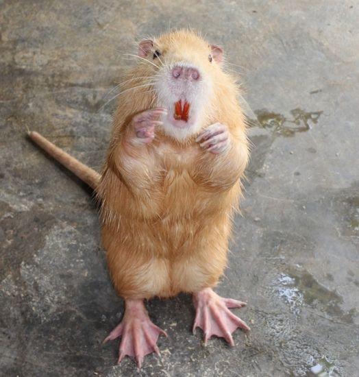 海狸鼠养殖技术,海狸鼠养殖技术效益(这种大老鼠本是外来物种)