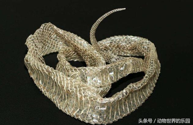 蛇皮的作用与功效，蛇皮的作用与功效和用法（“蛇皮”竟然有这么大医学价值）