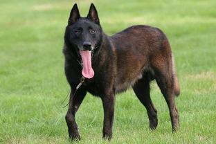 小马犬训狗教程，训小马犬视频教程全集（战神幽灵犬传说之幽灵犬马犬喂养方法）