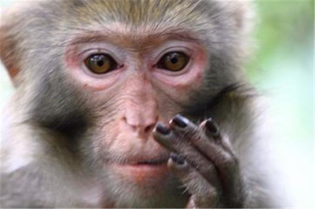 属猴的几月出生最好，属牛的几月出生最好命（属猴人不同的季节出生）