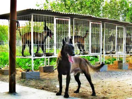养马犬的十大坏处，养马犬的十大优缺点（为什么大家都不太敢养“马犬”）