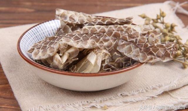 蛇皮的作用与功效，蛇皮的作用与功效和用法（“蛇皮”竟然有这么大医学价值）