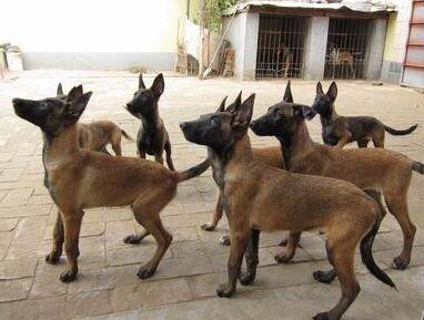 小马犬训狗教程，训小马犬视频教程全集（战神幽灵犬传说之幽灵犬马犬喂养方法）