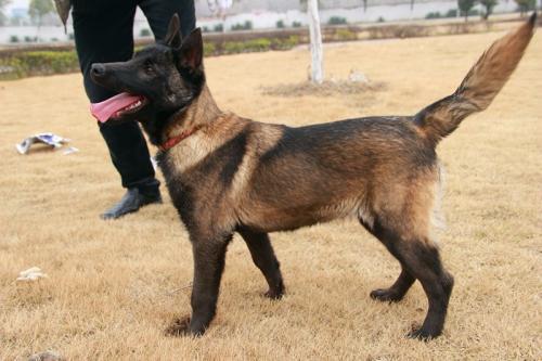 小马犬训狗教程，训小马犬视频教程全集（战神幽灵犬传说之幽灵犬马犬喂养方法）