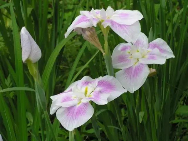 德國鳶尾屬植物的種類和花語,法國鳶尾花的寓意(鳶尾花的養護管理)