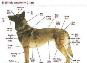 小马犬训狗教程，训小马犬视频教程全集（战神幽灵犬传说之幽灵犬马犬喂养方法）