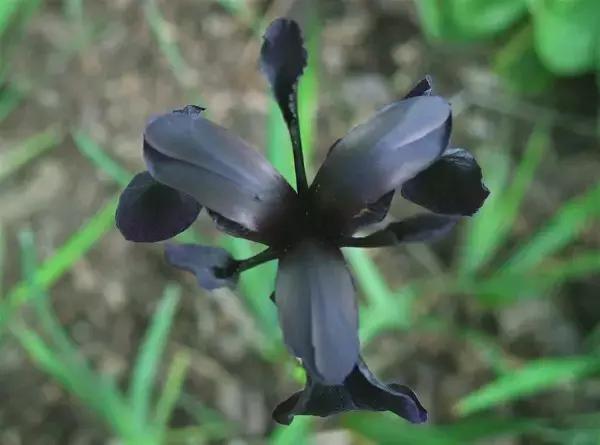 德國鳶尾屬植物的種類和花語,法國鳶尾花的寓意(鳶尾花的養護管理)