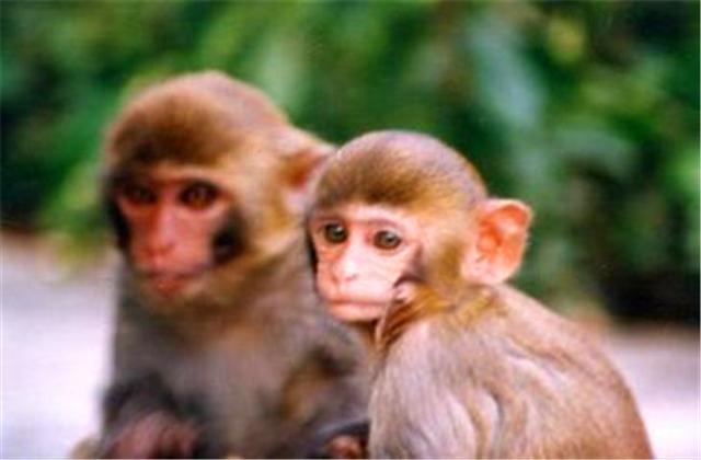 属猴的几月出生最好，属牛的几月出生最好命（属猴人不同的季节出生）