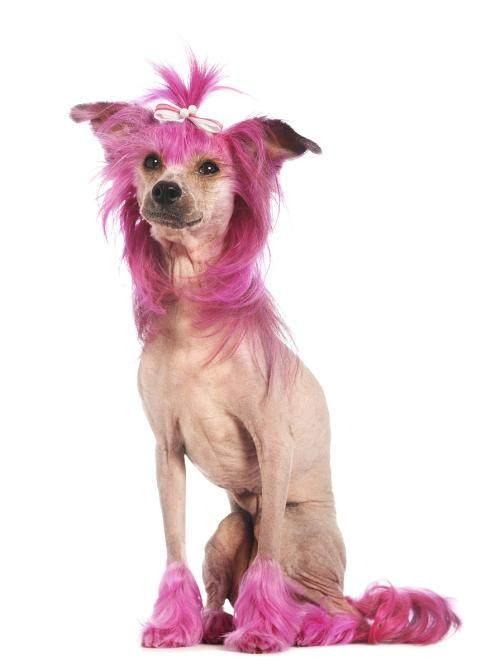 冠毛犬多少钱一只啊，冠毛犬（世界名犬——中国冠毛犬）