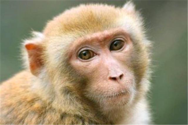 属猴的几月出生最好，属牛的几月出生最好命（属猴人不同的季节出生）